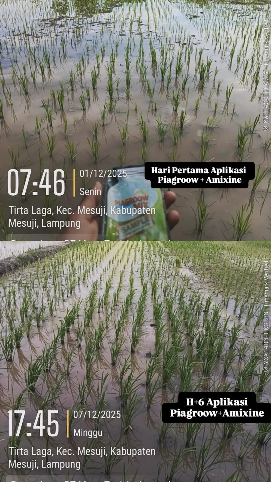 Nutrisi Piagroow Mix Memperbanyak Anakan Produktif Padi
